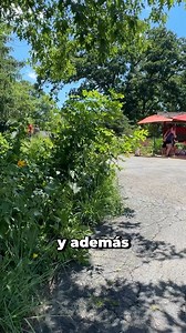 57K views · 502 reactions | 怜 En este episodio de Dentro de Elgin, visitamos el zoológico de Lords Park Zoo — un espacio accesible y gratuito para toda la comunidad durante el verano. Durante esta temporada también se abre la granja Tefft’s Farm, con actividades, búsquedas y diversión para toda la familia. El zoológico está abierto diario hasta el 10 de agosto. ➡ Para más información: elginil.gov/lordsparkzoo | City of Elgin, Illinois Government | Facebook
