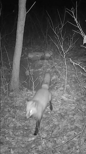 Fox Vocalizations: Yell (4k)