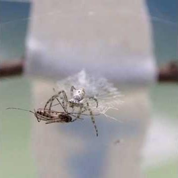How to Keep Orb Weaver Spiders as Pets