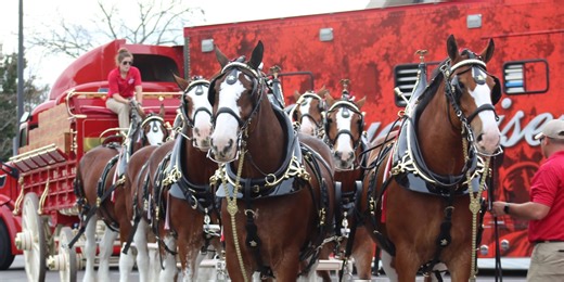 Budweiser Clydesdales to visit downtown New Bern Friday