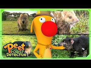 Peek Inside the Kangaroo Pouch! | Animal Stories For Kids | Peet The Forest Detective