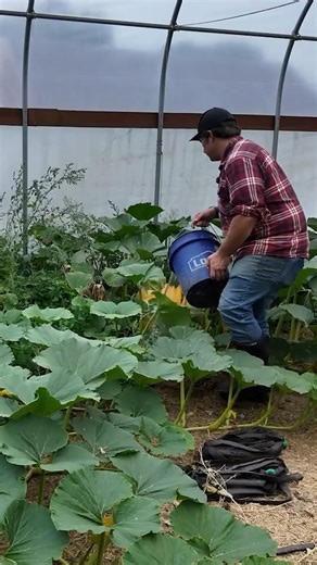 The Great Pumpkin Growing Contest #tb #farmlife #pumpkin #contest #fblifestyle | Gold Shaw Farm