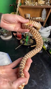 I’m super excited about this pair of black headed pythons! I’ll keep you updated on their progress!