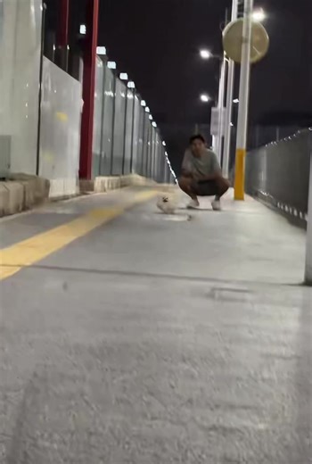 Cute Animals on TikTok