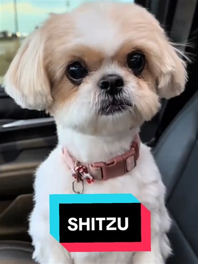 Discover the Shih Tzu: The Ultimate Companion Dog