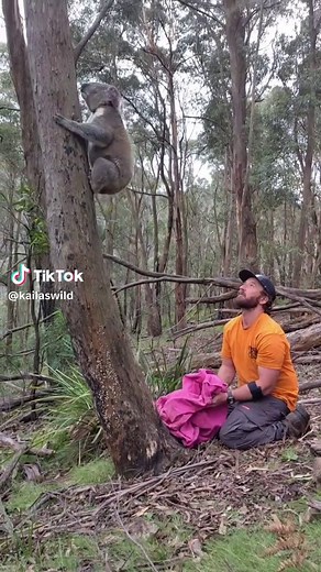 Monitoring Endangered Blue Mountains Koalas