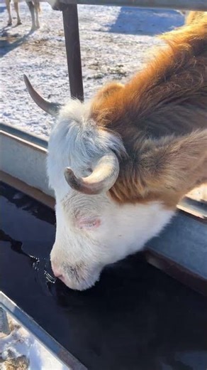 Unbelievable! This Cow's Drinkable Milk Keeps Boiling Livestock AgroTrends