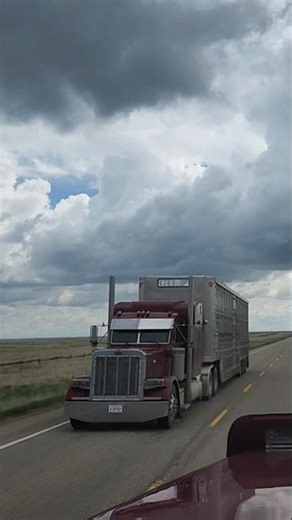 🔥🔥 awesome red 379 peterbilt cattle hauler