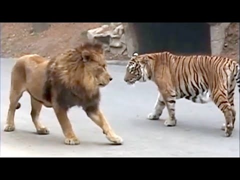 10 Animals That Can Defeat A Lion - Lion VS Prey - Lion VS Predator - Askal