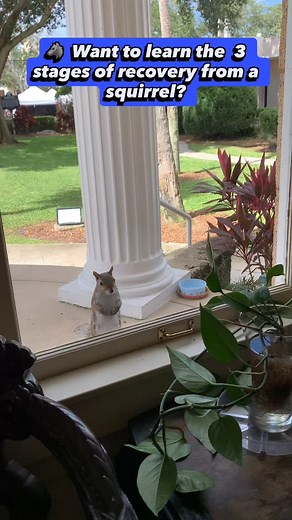 👇 Read Caption 👇 🐺 Want to learn the stages of recovery from a squirrel? 🐺 Stage one: when pain, panic or anxiety come at you, you run! Stage two: you realize that you’re actually safe. Stage three: you hang out with your pain until it fades. Ready for big SHIFTS and HEALING? Visit my website at healingwolfcoaching.com and book a FREE consult call so we can get you better! 🐺 Follow me for more recovery tips! 🐺 #chronicpain #anxiety #panicattack #trauma #insomnia #recovery #mindbody #healin