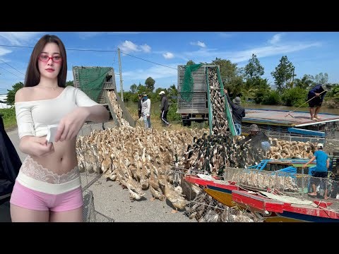 Close-Up of Ducks Migrating by Boat and Truck Seeking Highly Profitable Natural Food Sources