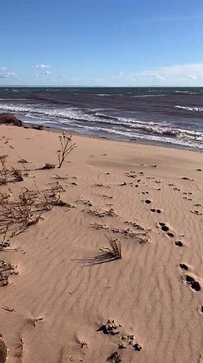 Sadie and the sandpipers are 1st on White Sands today… | Norman Stewart