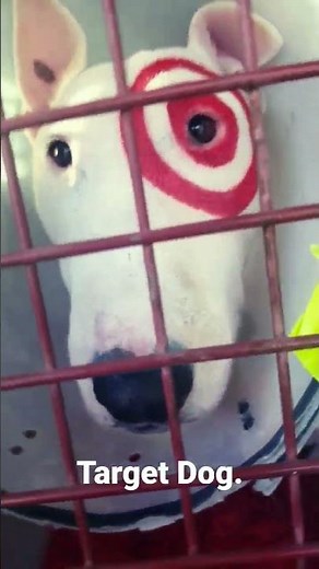 Target Dog