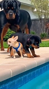 O no little tiny why are you so angry ?#fblifestyletyle #dogsoftiktok #asmr | Dora and Teddy