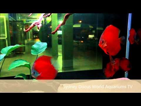 German Stendker Red Alenquer Premium Discus [HD]