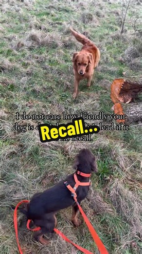 The Importance of Dog Recall Training for Safety