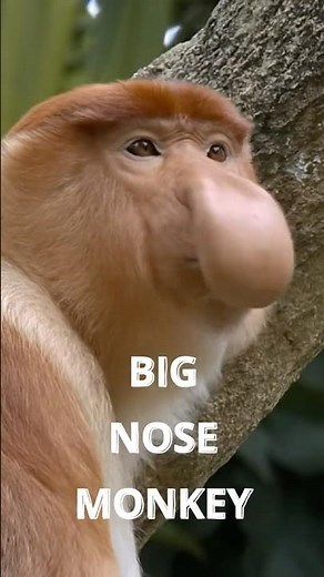 Borneo’s Big-Nosed Wonder: The Proboscis Monkey
