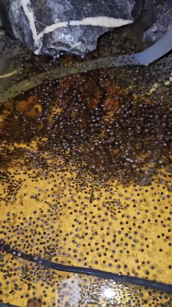 Froscheier Entdeckung: Albino Frosch-Eier in Wullys Welt