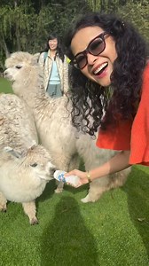 13K views · 179 reactions | Did you know that llamas are very social?Llamas live in herds, and will even ‘adopt’ groups of sheep or goats as their own herd. They protect their herds by chasing off predators like coyotes.Enjoying feeding this sweet baby llama in Peru. #fridayfunfacts #fridayfun #travelmemories #llamas #peru #nandanasen #bollyqueen #tollyqueen #tollywoodactress #tollywoodfans #bengali #llamalover | Nandana Dev Sen | Facebook