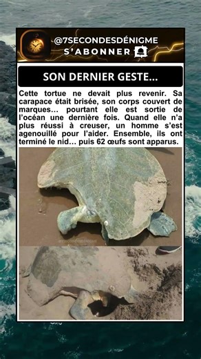 Elle est revenue malgré tout 🐢