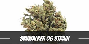 Skywalker OG Cannabis Strain Information and Review