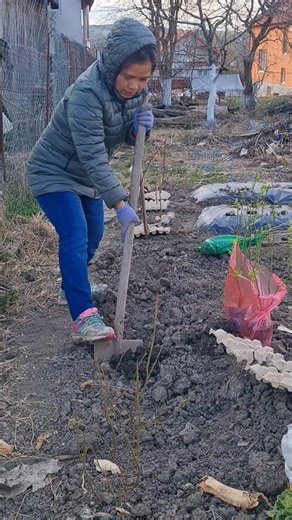 Digging soil for Blueberries planting. #planting #digging #blueberry #shortsyoutube