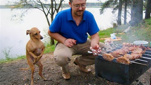 Sweet and polite little gentleman dog acts extra nice