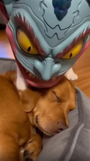 Cat with mask scares dog prank 🤣 #dog #funny #cuteanimal #cute