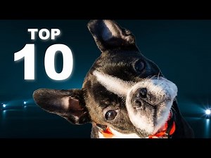 Fun Facts About Boston Terriers