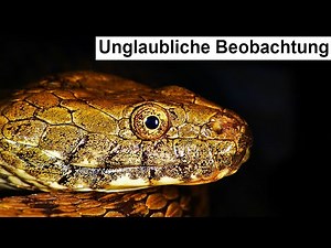 Brilliant observation! What was this snake doing?