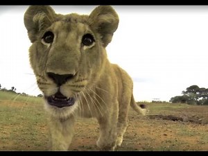 Lion Cub Hits a GoPro Camera | The Lion Whisperer