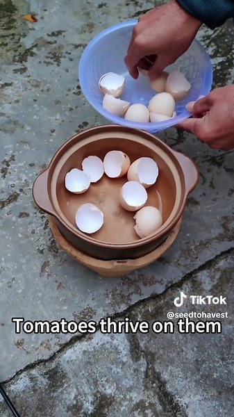 Effective Tomato Care: Prevent Blossom and Rot Naturally