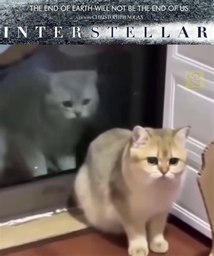 1.9M views · 49K reactions | Toda la película resumida en un video de 2 mishinos. #interstellar | CINE Gamers | Facebook