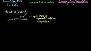 Non-coding RNA (ncRNA)