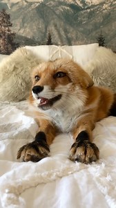 She has such a way with words | Juniper Fox