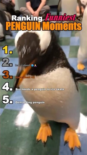 Too Cool 🧊: Funniest Penguin Moments 🐧#animals #penguin #ranking #memes #viral