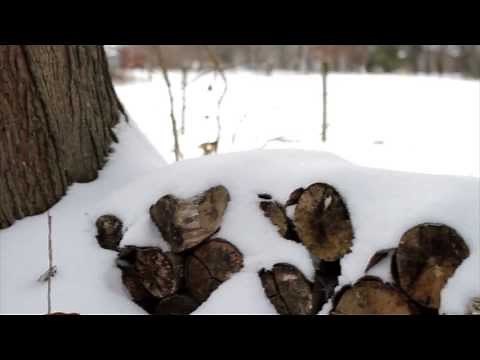 Traditional Bowhunting with Longbow - First Harvest