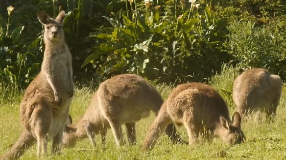 The insane biology of kangaroos