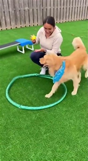 Cute dog doing tricks