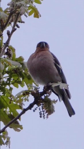 Singing Chaffinch #shorts
