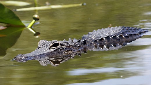 Applications open for new Alligator Super Hunt, harvest permits