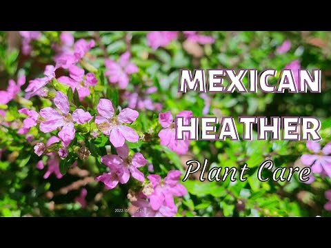 Mexican Heather Plant Care Tips | Cuphea hyssopifolia Growing Guide