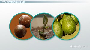 How a Plant Body Develops