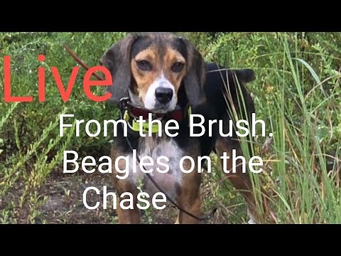 "Live from the Brush: Beagles on the Chase!" #HoundHunting #Rabbit #BeagleStyle