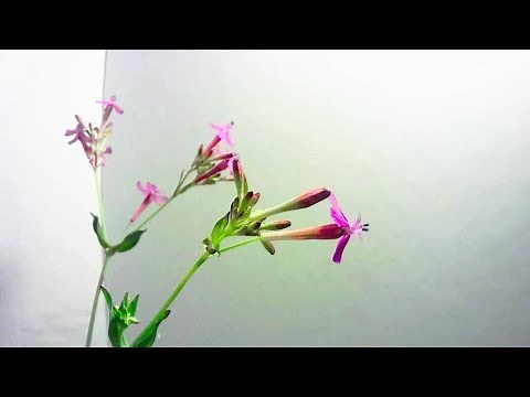 【花の開花#45】ムシトリナデシコ（虫取り撫子）の開花を観察する。