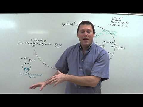 Gymnosperm life cycle