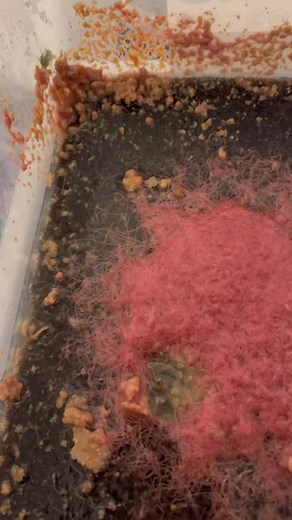 Cultivating Tubifex Worms at Home for Aquarium Fish