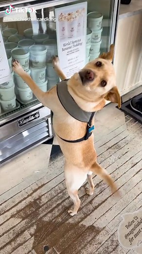 Can Dogs Eat Banana Pudding? Exploring If It's Safe for Your Furry Friend