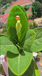 The First flower on my vinca plant grown by seeds #plants #flowers #garden #shortsfeed