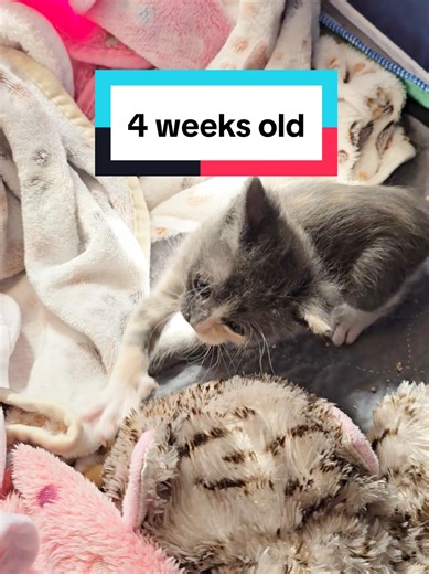 Chef the Kitten Turns 4 Weeks Old!